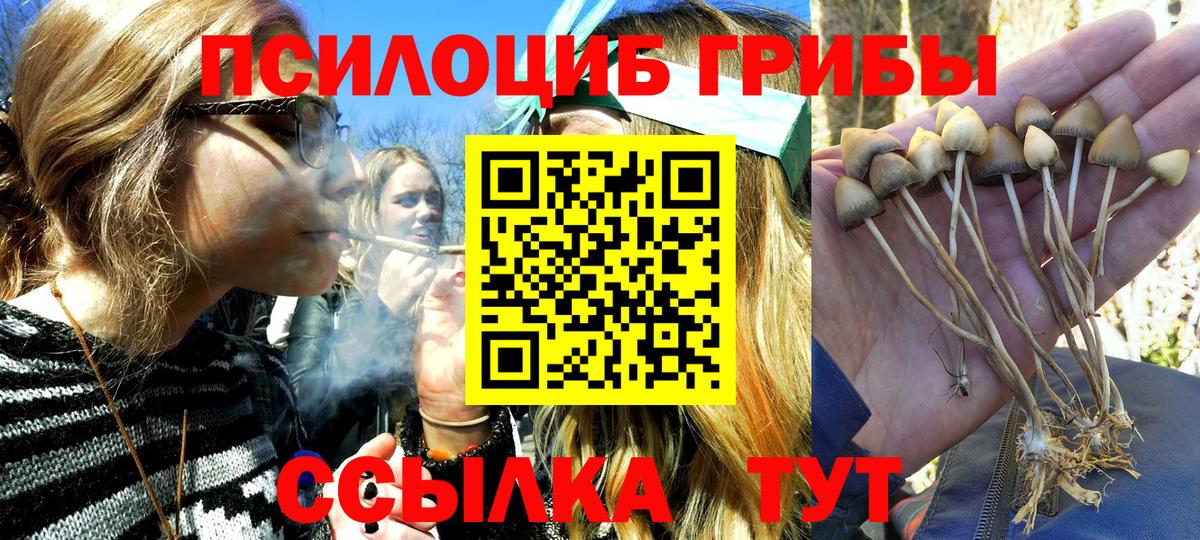 Галлюциногенные грибы Psilocybe Дальнегорск